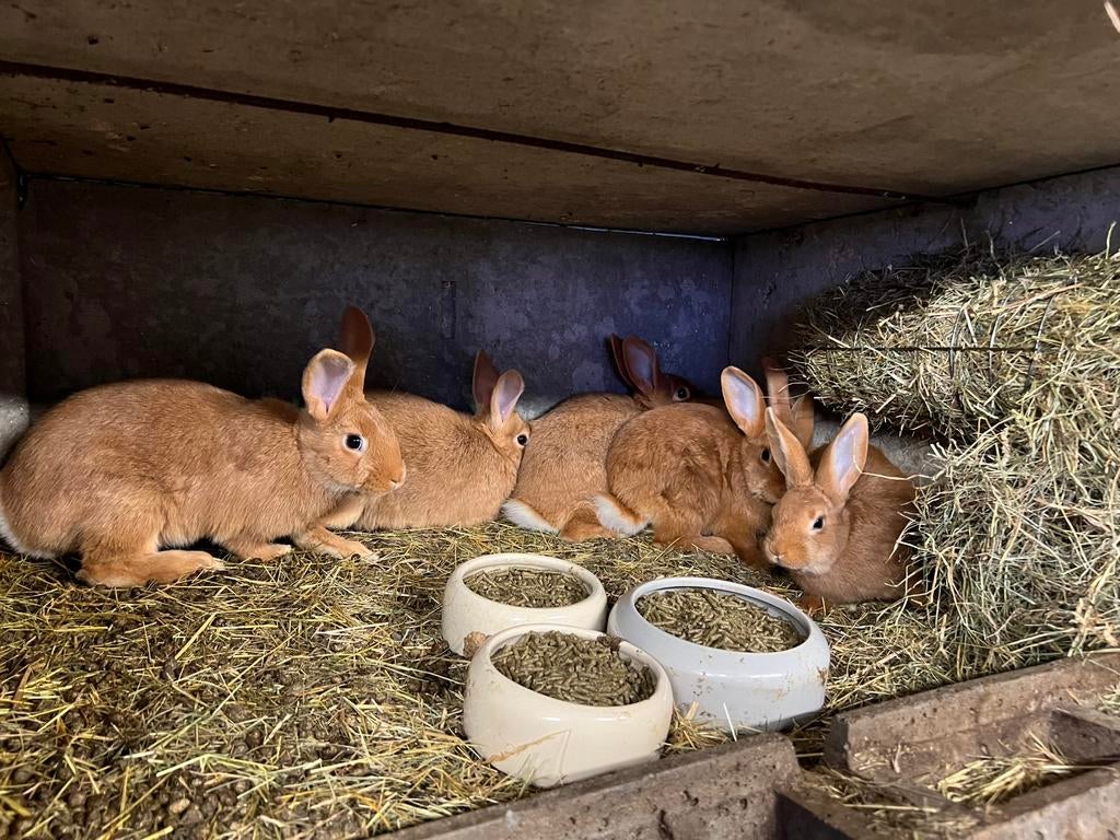 Vaal van Bourgondië, Décembre, Domestique, Autres types, Plusieurs animaux