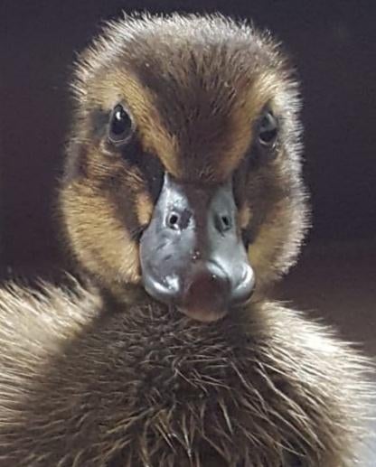 Khaki Campbell broedeieren, Maart, Geslacht onbekend