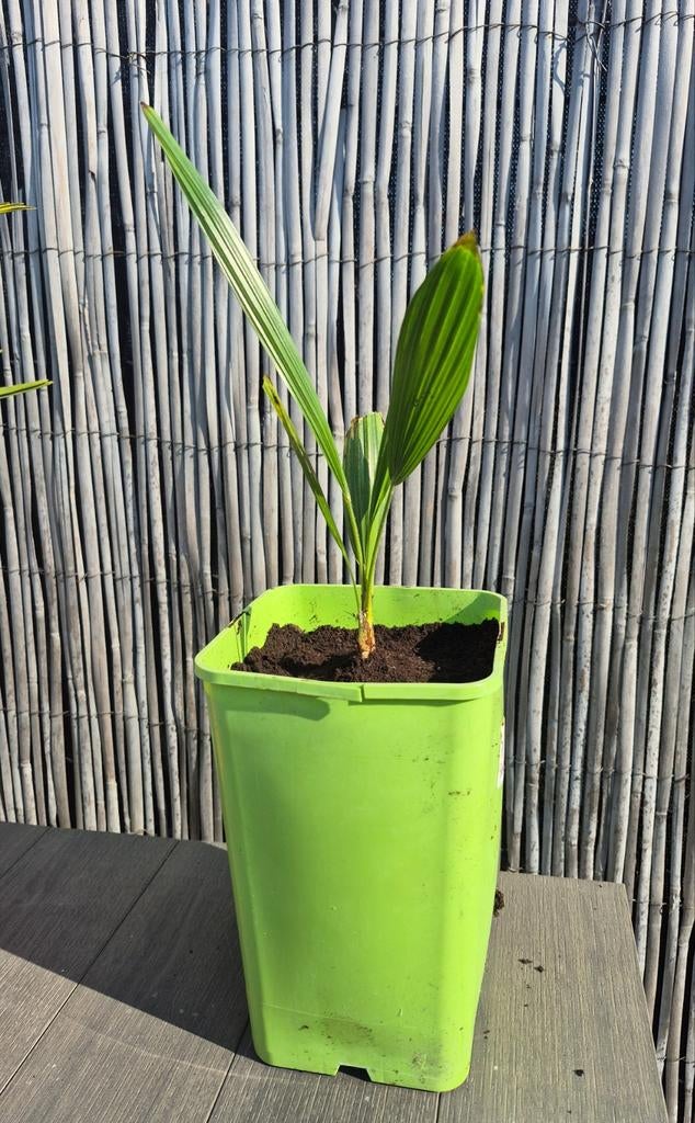 Zelfgekweekte winterharde palmbomen - verschillende groottes, Tuin en Terras, Ophalen