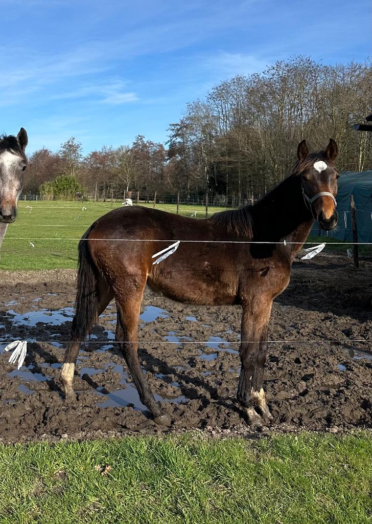 Merrie (2025), Extra z x Quite Capitol, Animaux & Accessoires, Moins de 160 cm, Avec pedigree, 0 à 2 ans, Jument