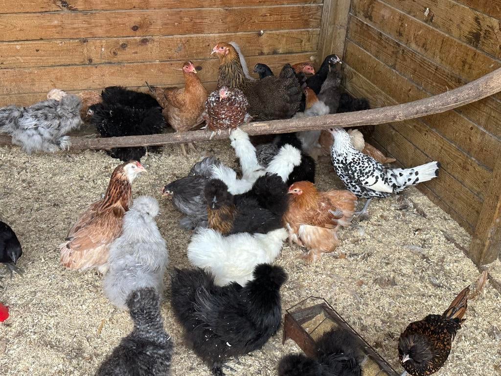 Zijdehoen en cochin krielen, Dieren en Toebehoren, Pluimvee