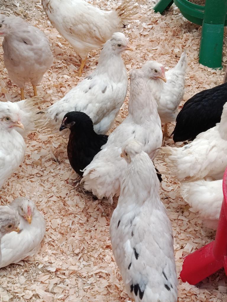 pondeurs colorants | marans & legbar 3 mois 0499/082381, Femelle, Poule ou poulet