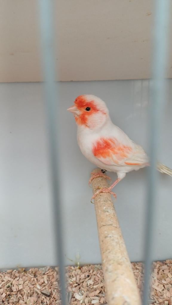 Ruime keuze kanaries