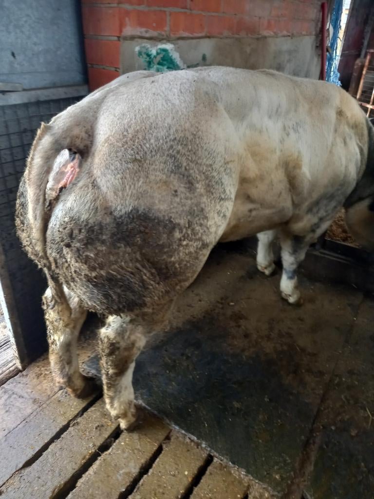 Dikbil vaars met afstamming, Vrouwelijk, 0 tot 2 jaar