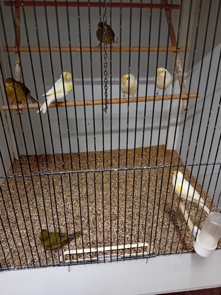 Kanaries uit zoeken voor 20euro, Dieren en Toebehoren, Vogels | Kanaries