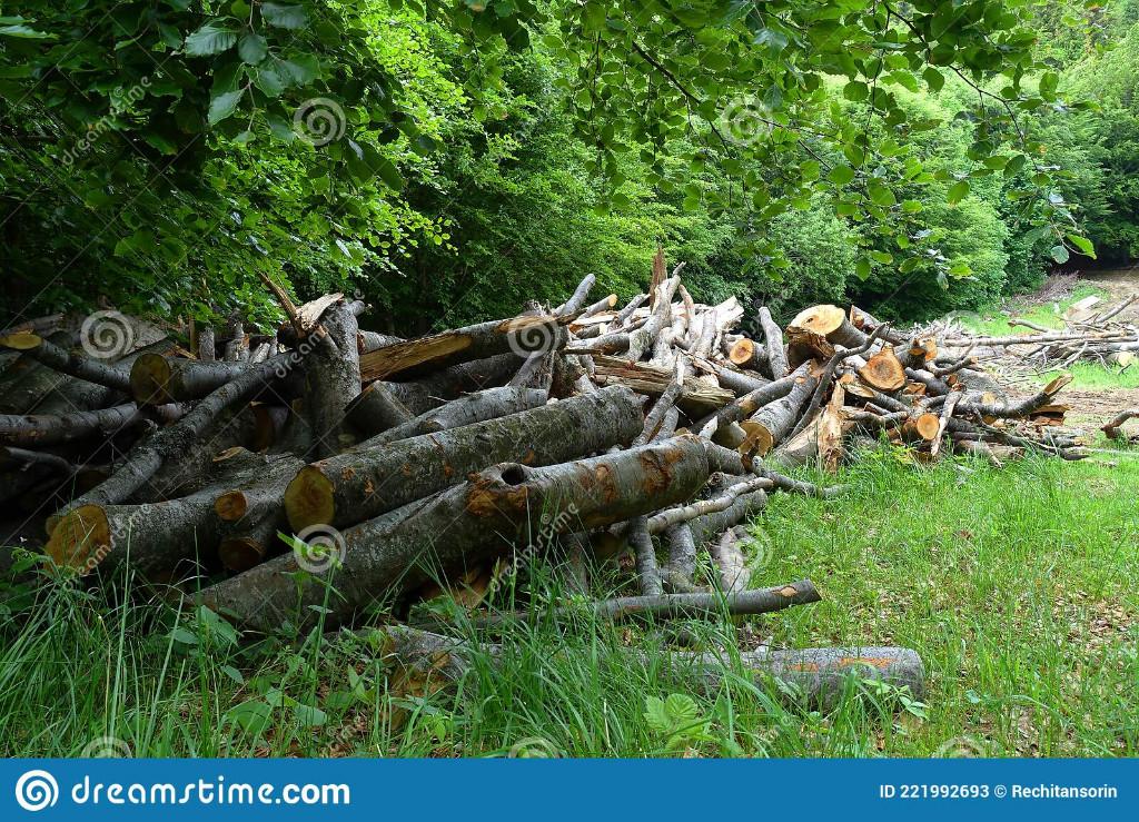 ik kom je bomen afzagen gratis, Tuin en Terras, Ophalen