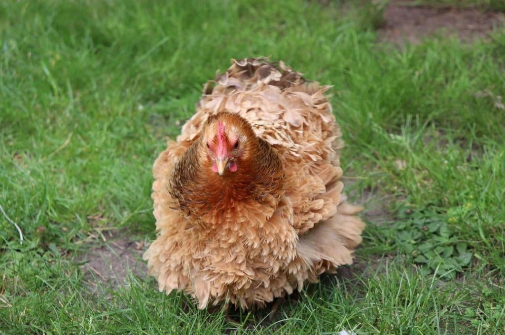 Cochin krulveer krielkippen jonge hennen beschikbaar, Vrouwelijk, Kip