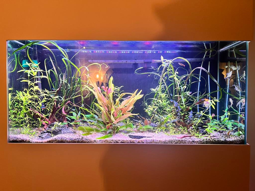 Compleet aquarium 220L incl. filter, verlichting, verwarming, Dieren en Toebehoren, Ophalen, Gevuld zoetwateraquarium