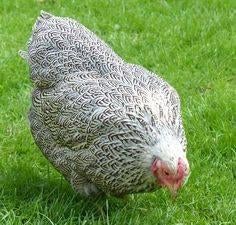 Jonge sierkippen, Dieren en Toebehoren, Pluimvee, Vrouwelijk, Kip