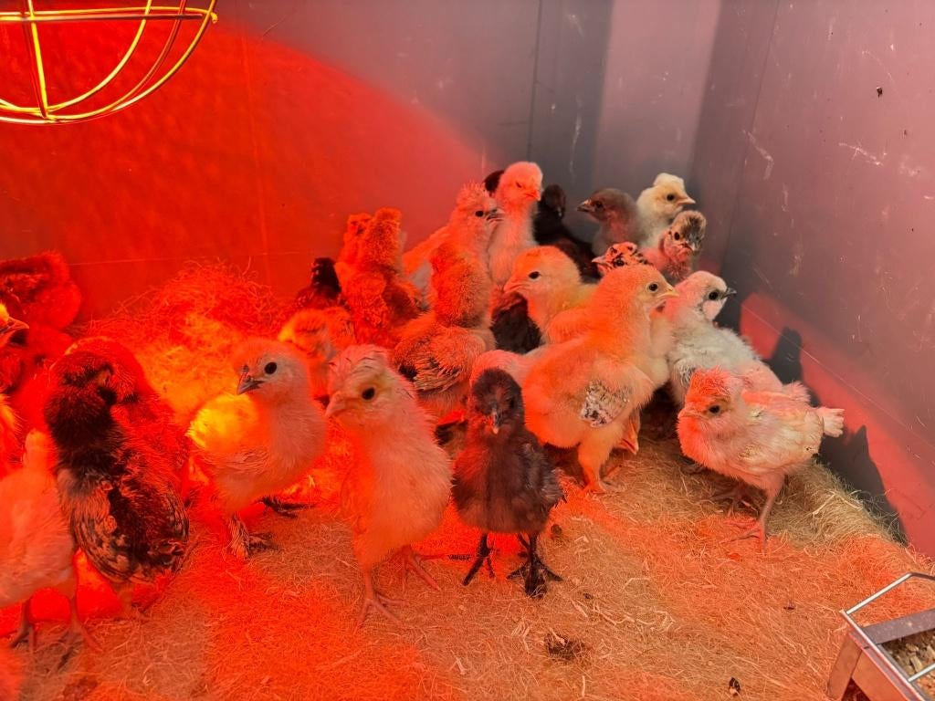 Cochin kriel kuikens kuikentjes in vele kleuren hennetjes, Dieren en Toebehoren, Vrouwelijk, Kip