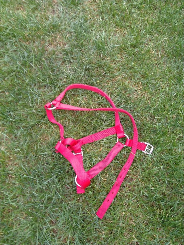 Licol rose pour cheval NEUF taille FULL, Enlèvement ou Envoi, Neuf, Dressage