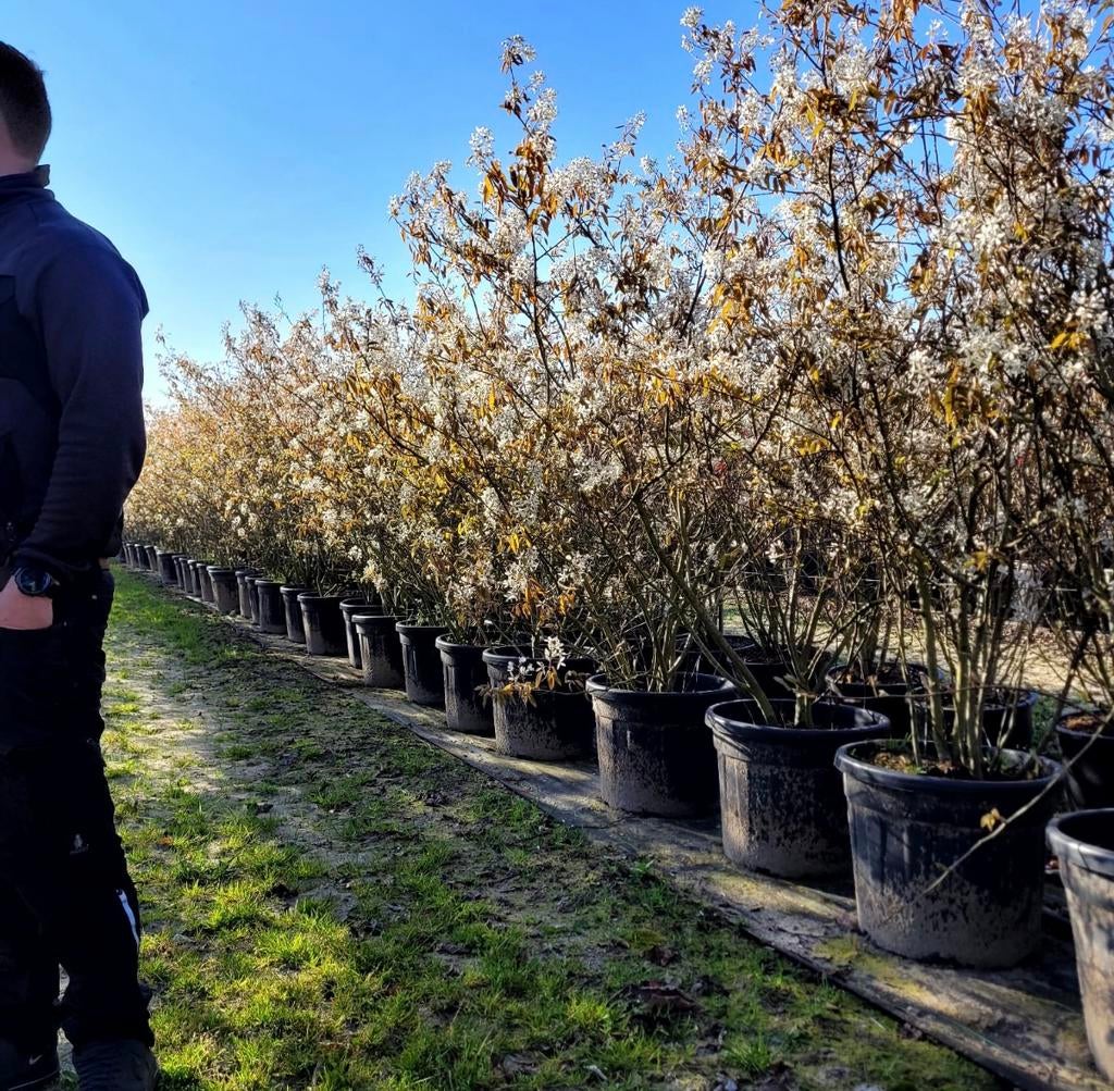 Meerstammige bomen Amelanchier lamarckii krentenbomen, Ophalen of Verzenden, Zomer