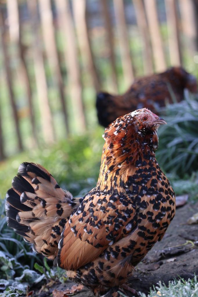 Oeufs fécondés de Barbu d’Uccle Mille fleurs à vendre, Dieren en Toebehoren, Pluimvee