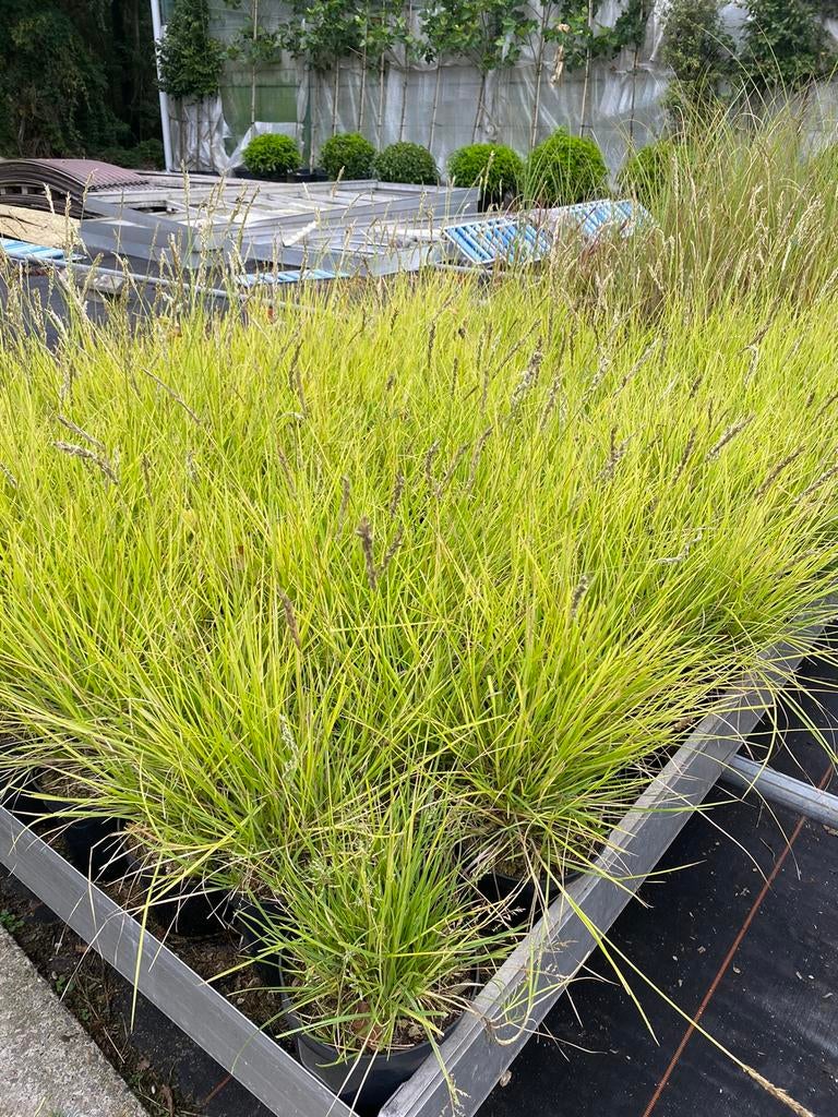 Sesleria autumnalis. Siergras, Tuin en Terras, Planten | Tuinplanten, Siergrassen, Ophalen