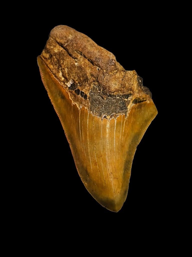 Prachtige megalodon tand uit de filipijnen 11,2 cm, Verzamelen, Mineralen en Fossielen, Ophalen of Verzenden, Fossiel