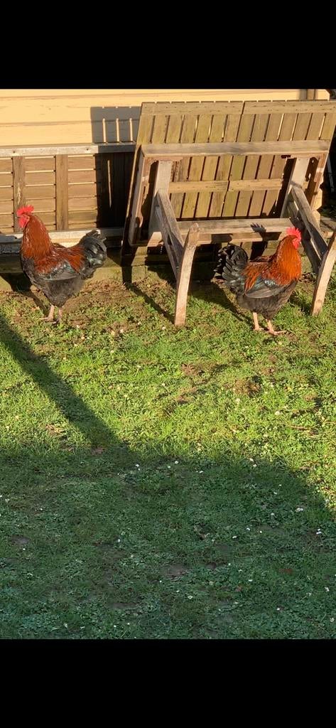 Marans haan van 6 maanden, Enlèvement, Comme neuf