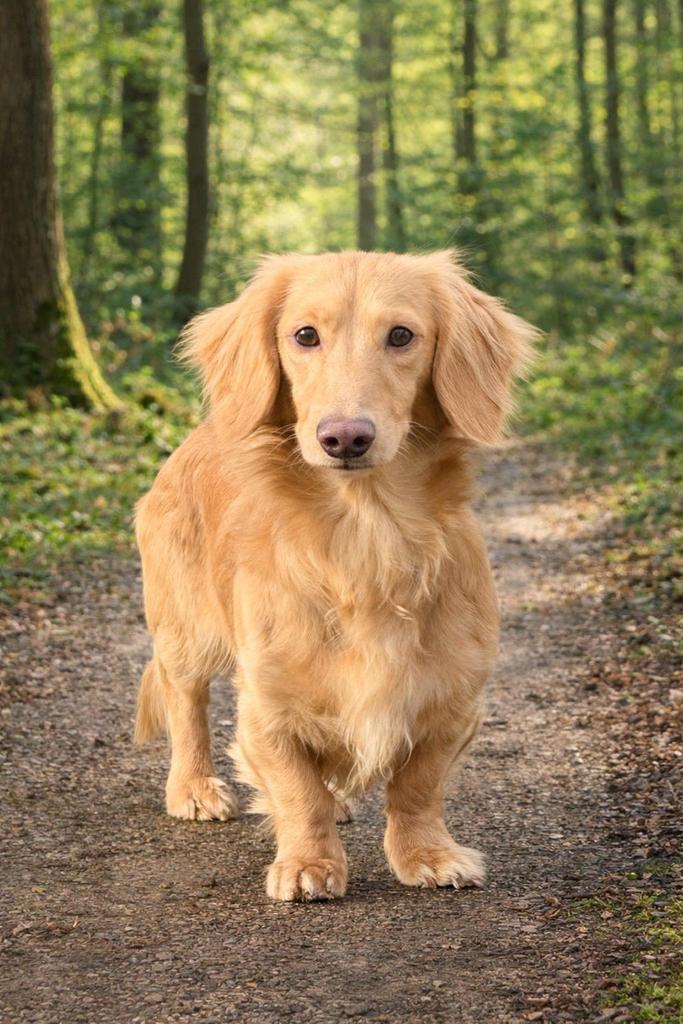 Cream teckel Dekreu, Dieren en Toebehoren, België, 1 tot 2 jaar, Parvo, Meerdere