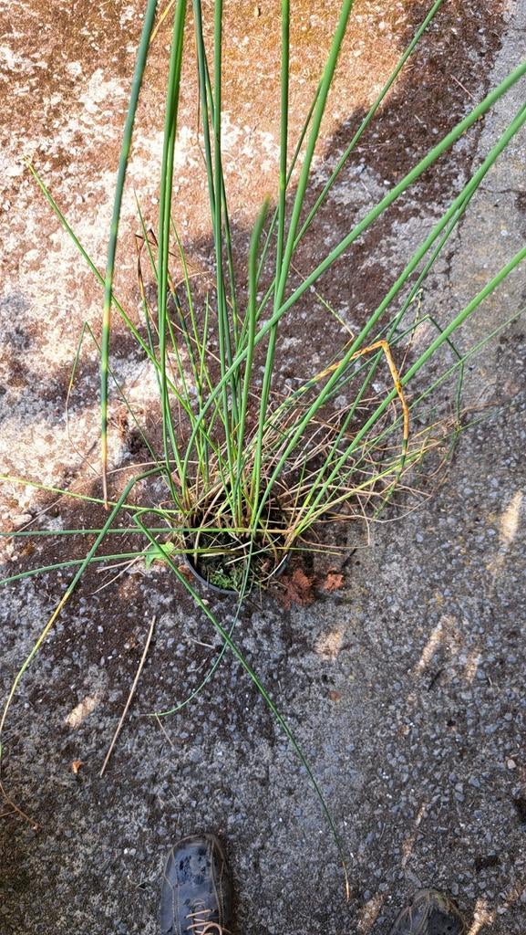 Zebrabies voor de vijver, Tuin en Terras, Vijver-toebehoren, Ophalen, Nieuw, Overige typen