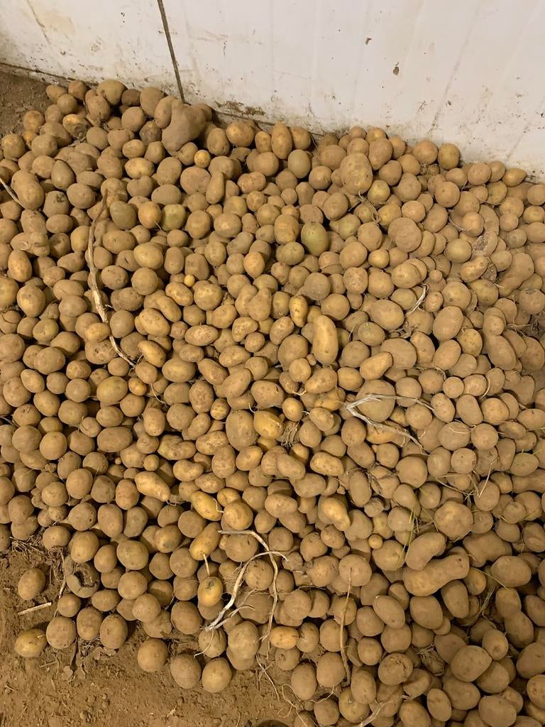 Bintje 20 euro/kist (ong 600 kg), Zakelijke goederen, Landbouw | Aardappelen, Groenten, Fruit en Vlees, Ophalen