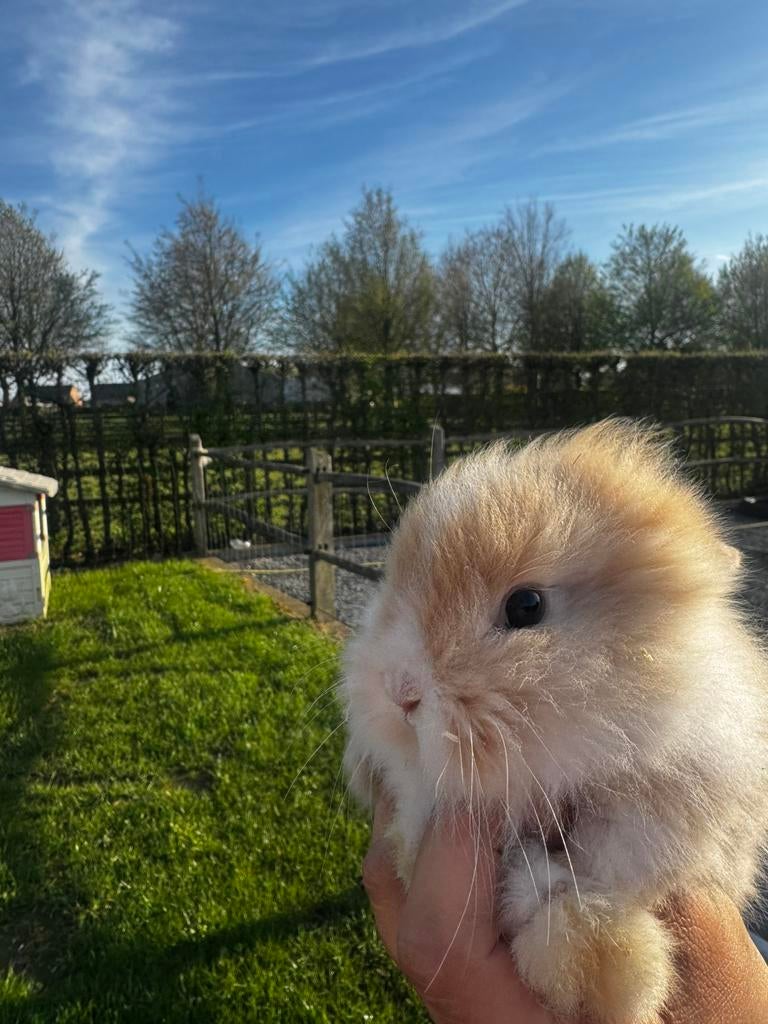 Lieve dwergkonijntjes, Dieren en Toebehoren