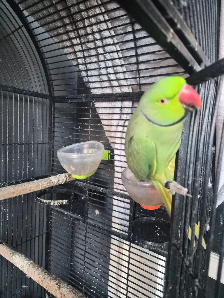 Halsbandparkiet, Dieren en Toebehoren, Mannelijk, Papegaai, Pratend