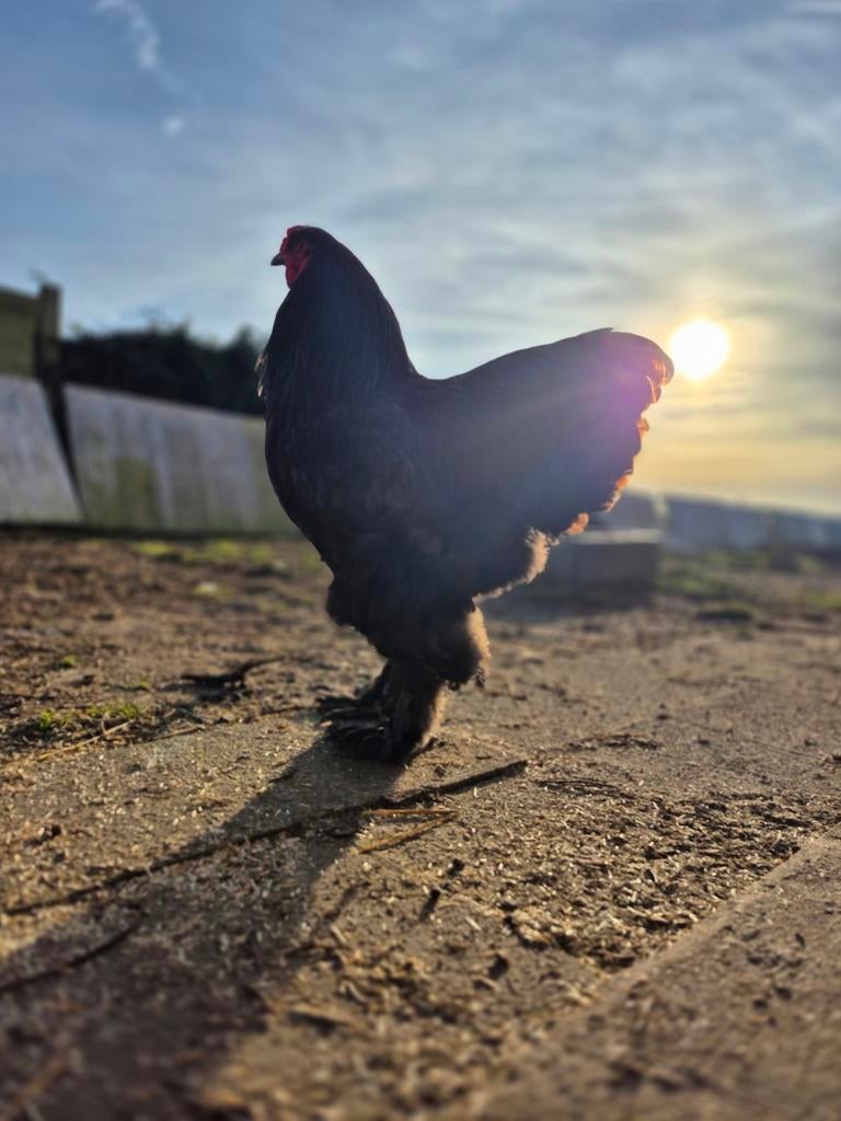 Zwarte brahma haan met 3 hennen, Dieren en Toebehoren, Pluimvee
