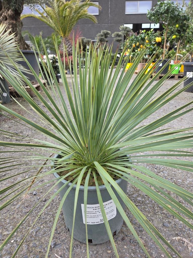 Yucca Rostrata - Palmlelie, Tuin en Terras, Planten | Tuinplanten, Ophalen