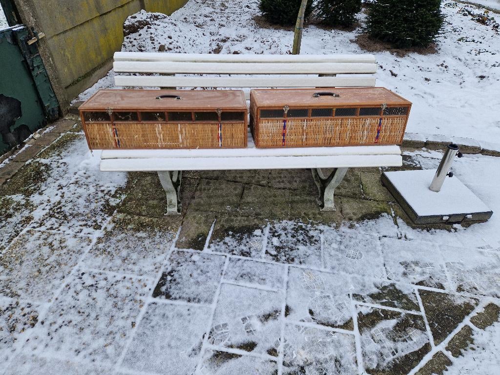 Rieten duivenmanden, Autres espèces