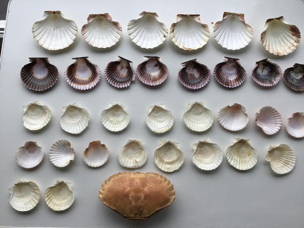 diverse sets van schelpen aan 10 euro per foto, Verzamelen, Mineralen en Fossielen, Ophalen of Verzenden, Schelp(en)