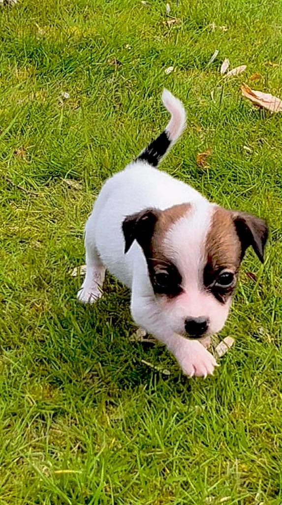 Jack Russel pups kortpotige, Dieren en Toebehoren, België, Fokker | Hobbymatig, HCC (leverziekte), Jack Russell Terriër
