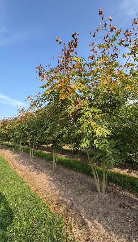 Koelreuteria paniculata | meerstammige bomen, Tuin en Terras, Planten | Bomen, Ophalen of Verzenden, Zomer