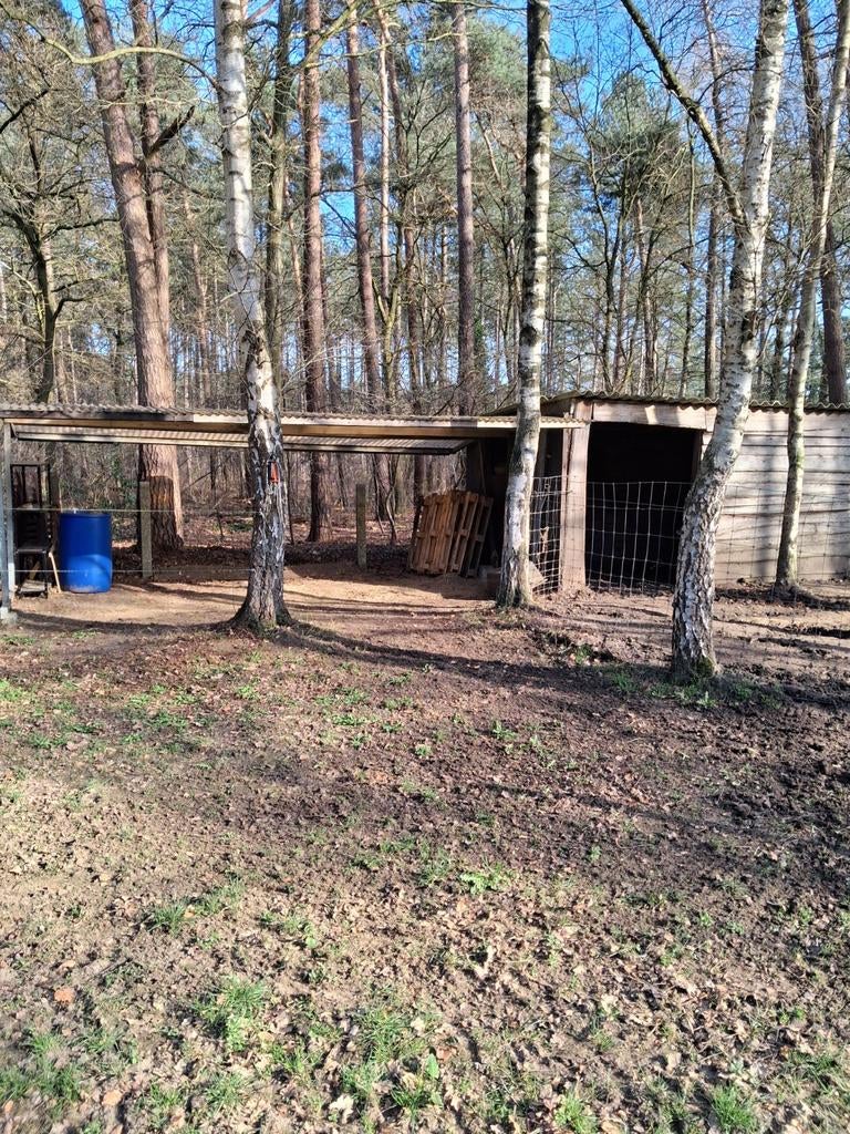 Pensionstalling met 24/7 weidegang en buitenpist te westerlo, Weidegang, 1 paard of pony