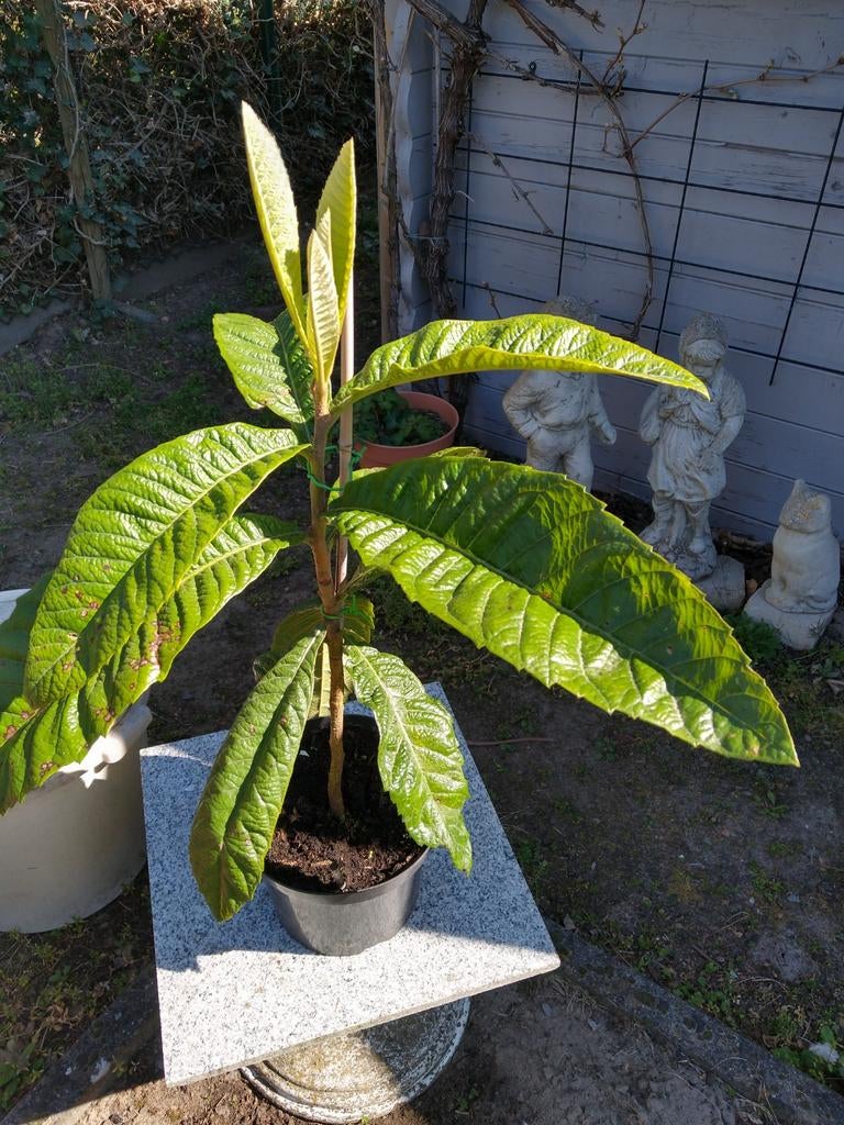 Japanse mispel/Nispero, Tuin en Terras, Ophalen