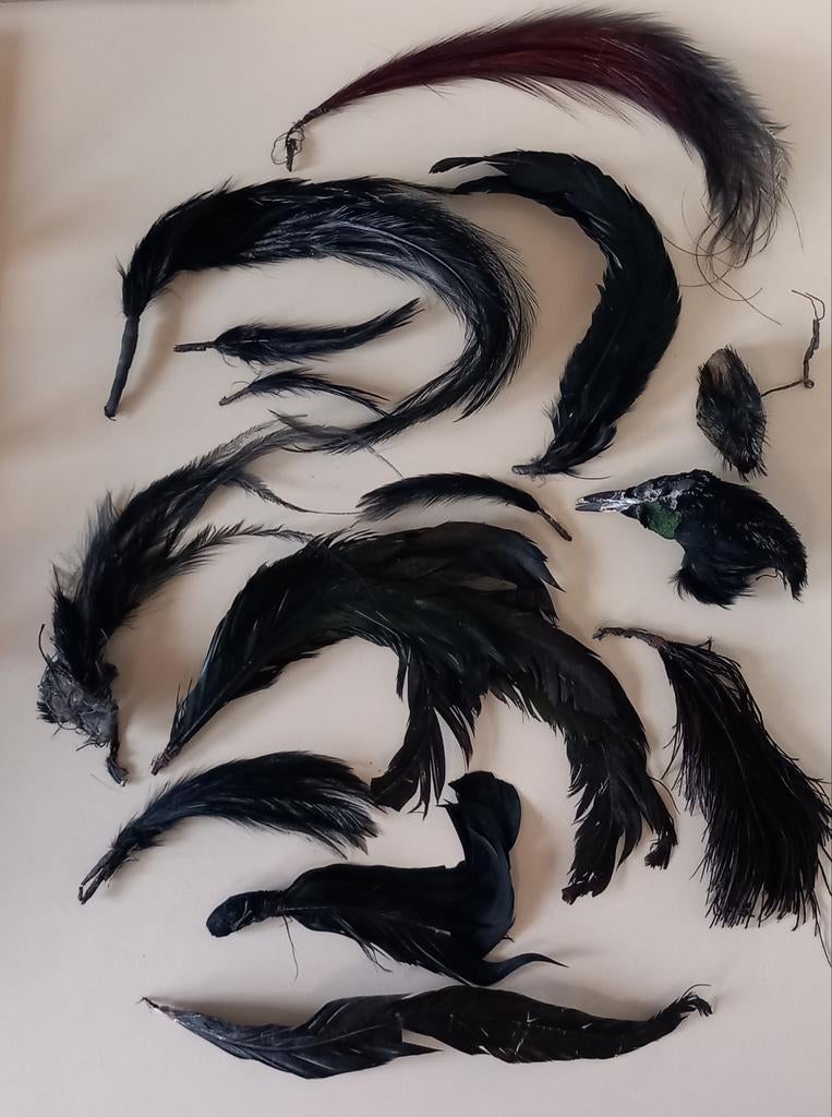 RARE anciennes plumes + tête de corbeau garde civique, Collections, Objets militaires | Général, Enlèvement ou Envoi, Autres