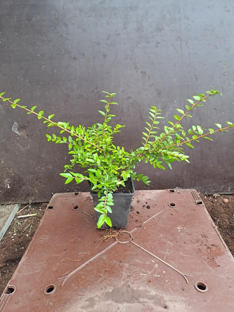 Lonicera maigrun, Ophalen