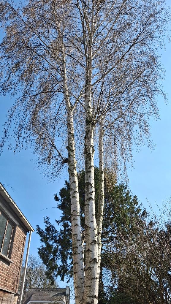 Snoeien, Ophalen of Verzenden