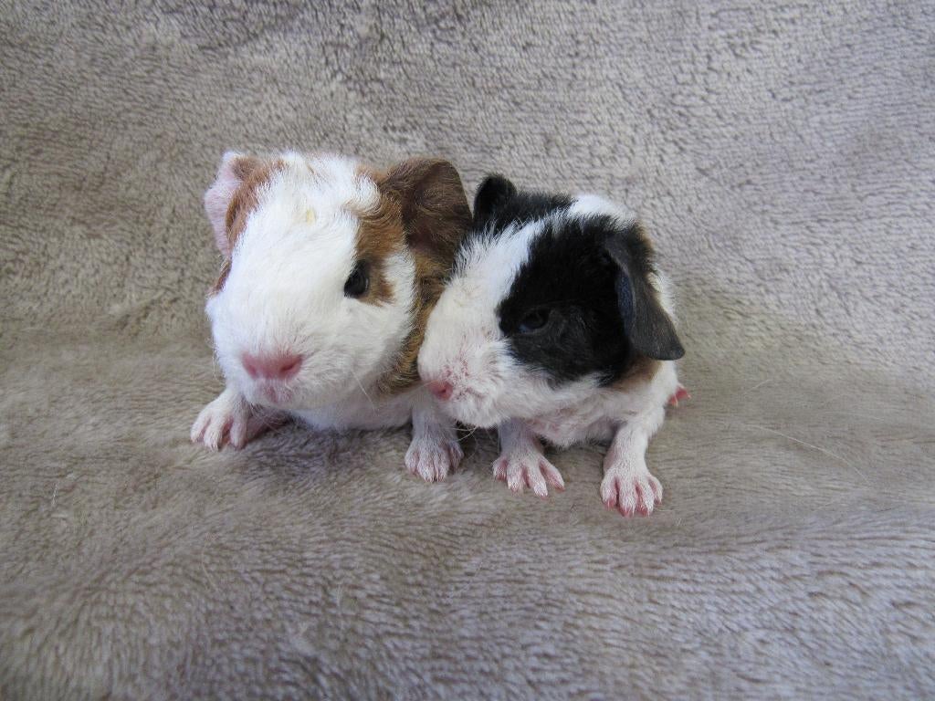Baby cavia's, Dieren en Toebehoren, Knaagdieren, April, Meerdere dieren, Cavia