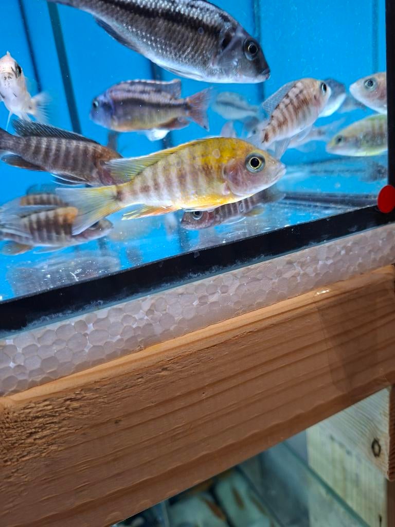 Cichlides malawi aulonocara eureka, Animaux & Accessoires