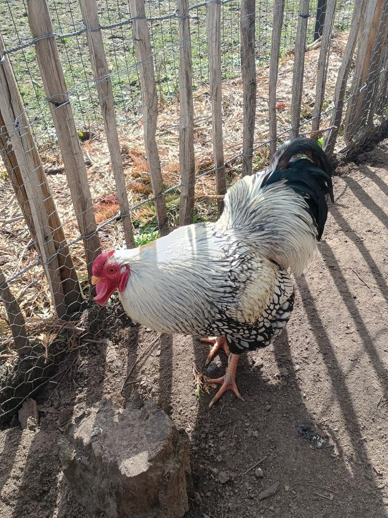 Broedeieren Wyandotte zilver zwart, Dieren en Toebehoren, Pluimvee