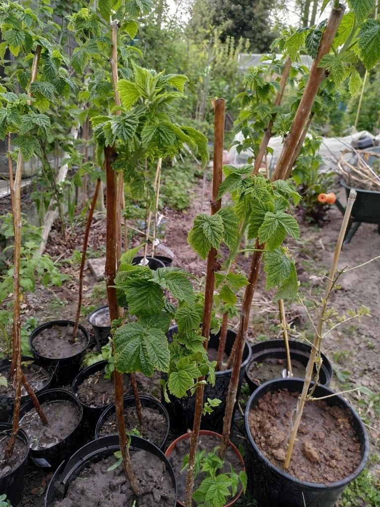 Allerlei kleine bomen & struiken, Tuin en Terras, Ophalen, Overige soorten