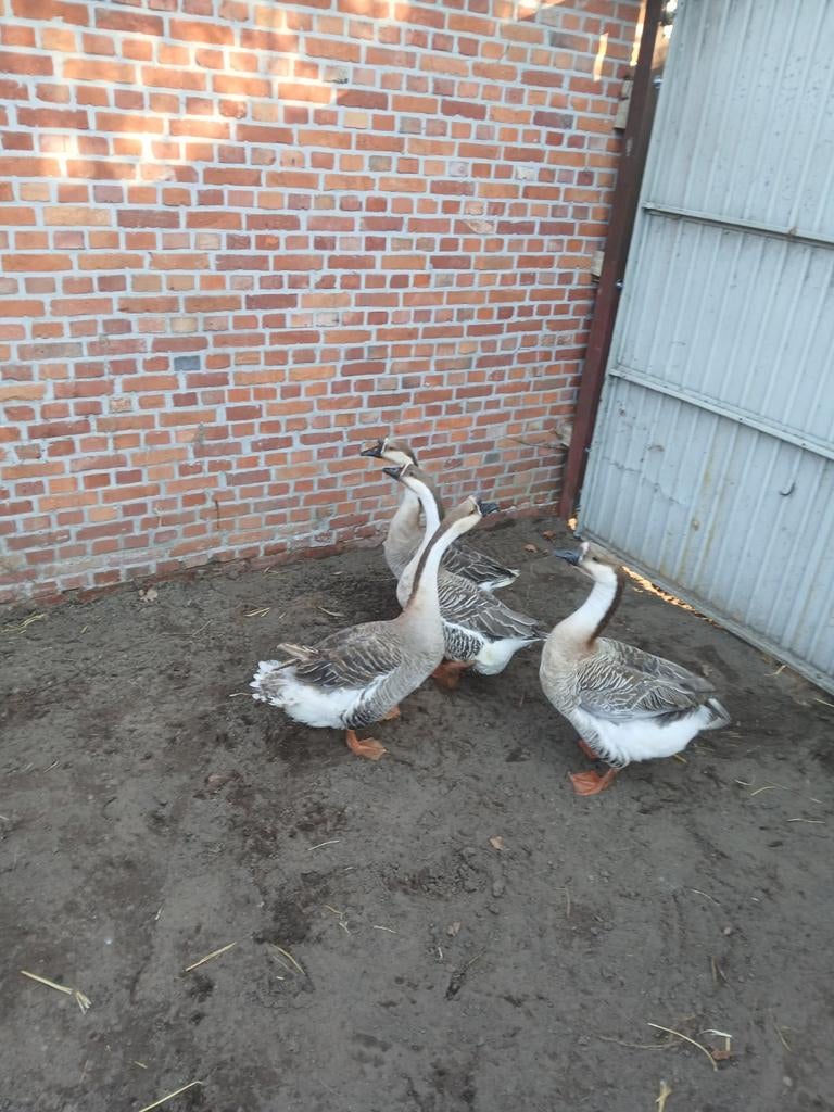 Ganzen vlaamse en knobbelganzen cineese, Dieren en Toebehoren
