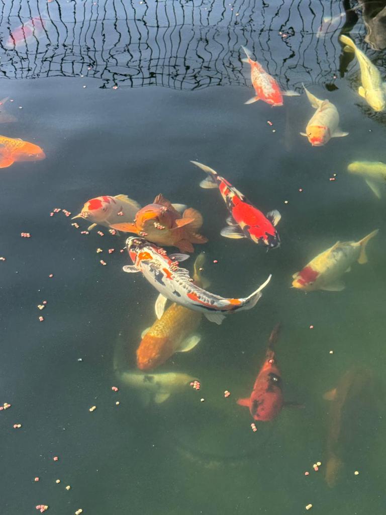 Japanse Koi te koop - 20 tal - ca 50cm, Dieren en Toebehoren, Karper of Koi