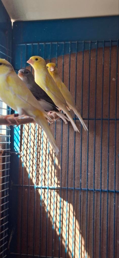 Canaris malinois, Animaux & Accessoires