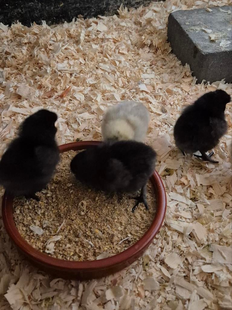 Zijdehoen kuikens, Dieren en Toebehoren, Pluimvee