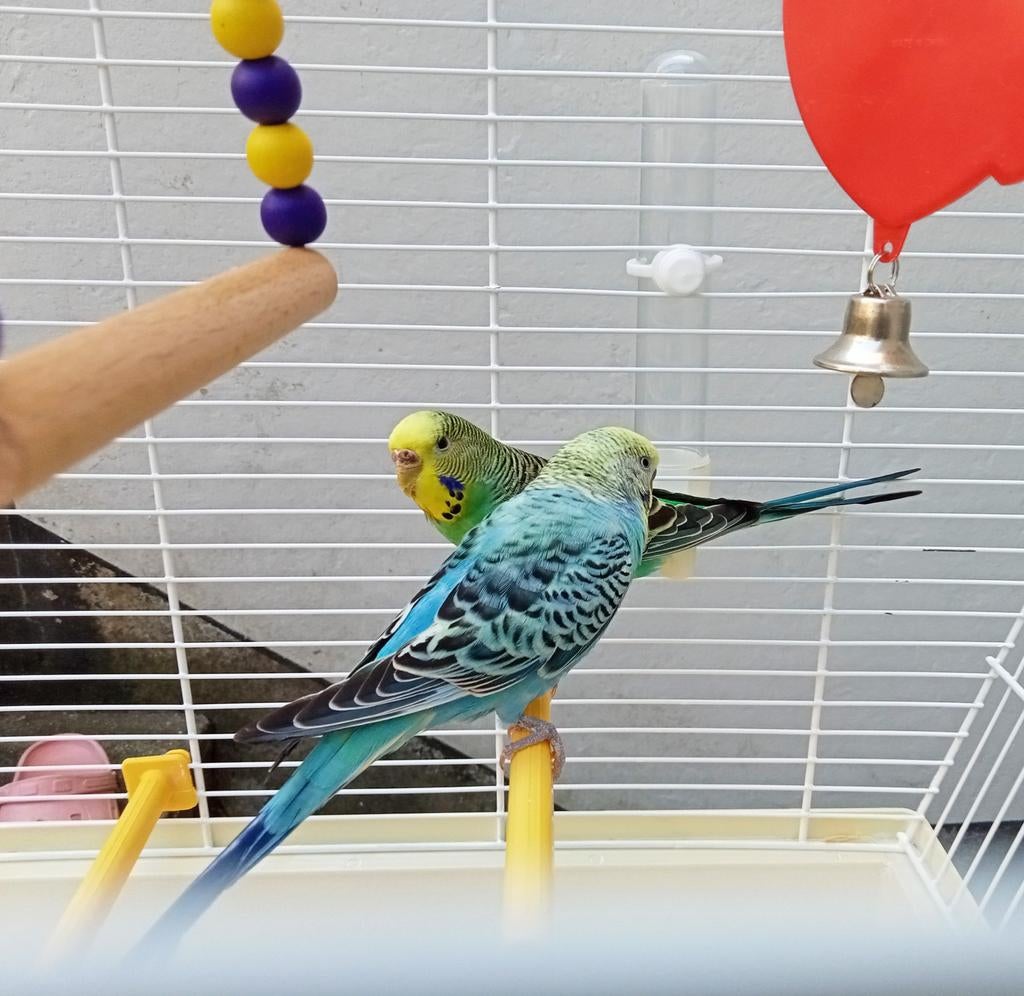 Heel leuk parkietenkoppel met kooi + accessoires, Dieren en Toebehoren, Meerdere dieren, Parkiet