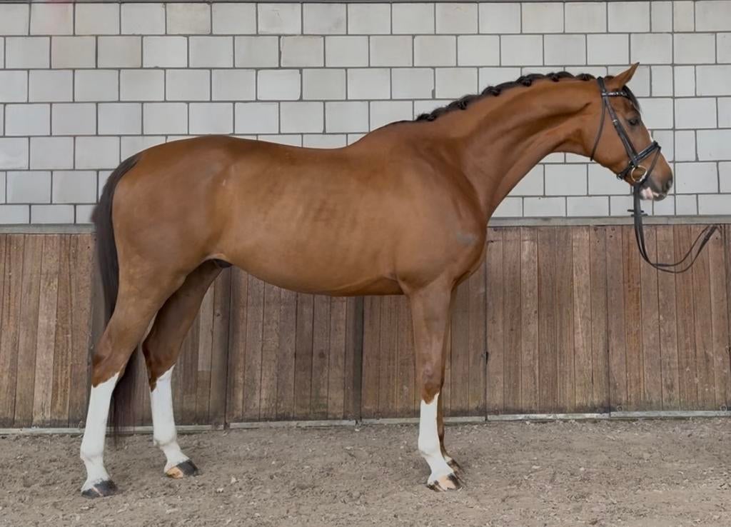 Knappe, ongecompliceerde 8jr ruin. Z niveau., Dieren en Toebehoren, Paarden, Ruin, Dressuurpaard, 7 tot 10 jaar, 165 tot 170 cm