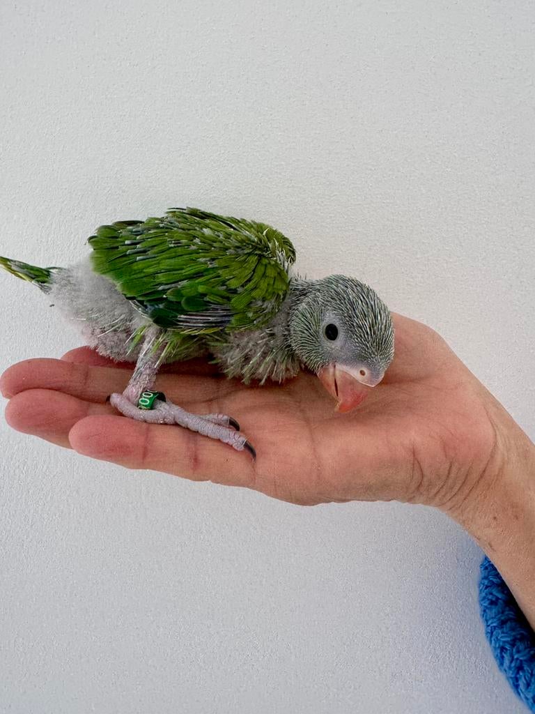 Halsbandparkieten, Dieren en Toebehoren, Vogels | Parkieten en Papegaaien