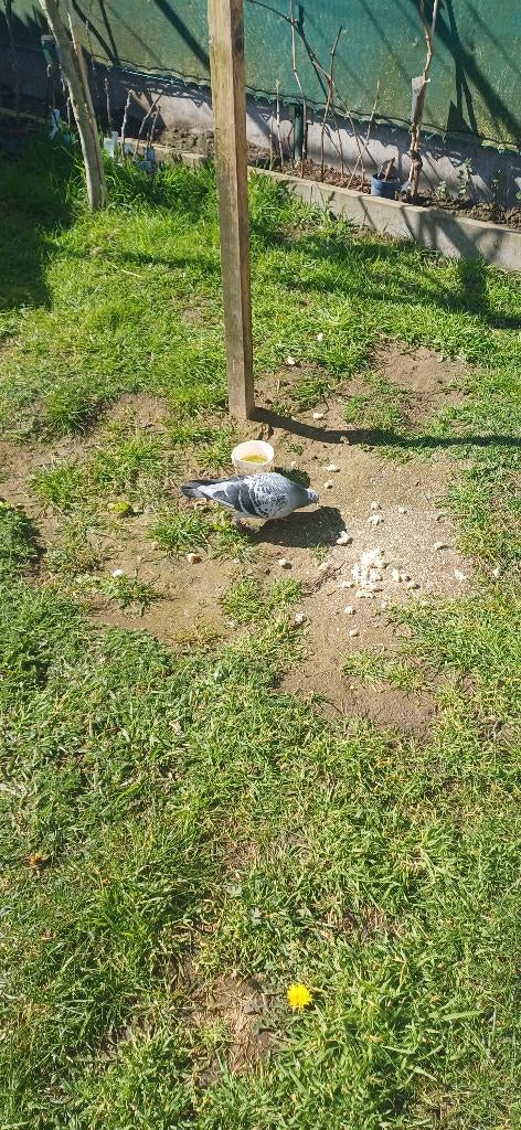 Gratis paar postduiven, Dieren en Toebehoren, Overige Dieren, Juli, Mannelijk