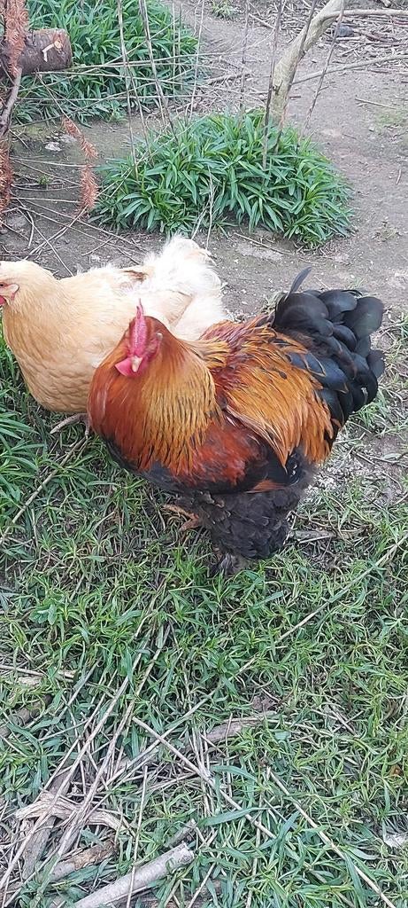 Cochin meerzomig goudpatrijs haan, Dieren en Toebehoren, Pluimvee, Mannelijk, Kip