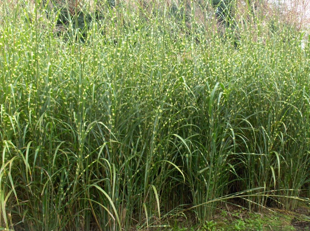 Siergras Sierriet Miscanthus een overzicht, Tuin en Terras, Planten | Tuinplanten, Vaste plant, Siergrassen, Volle zon, Herfst